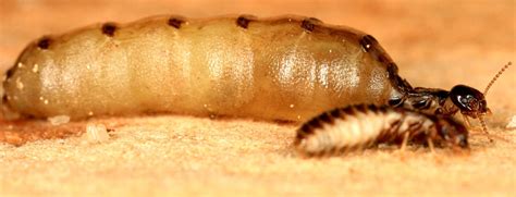 King termite. Things To Know About King termite. 